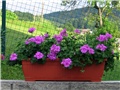Pelargonije